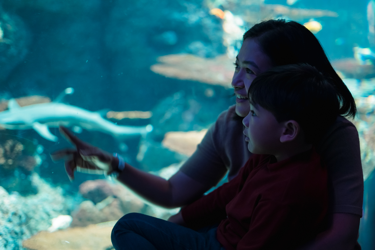 What Happens If I Get Injured at the Georgia Aquarium?